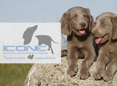 ÍCONE Ortopedia e Neurocirurgia Veterinária